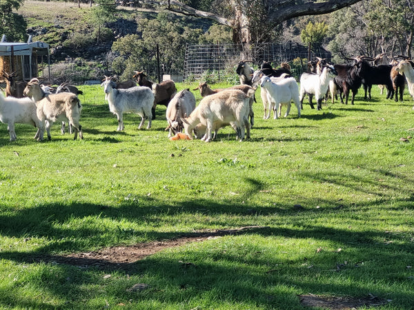 Livestock with salt block