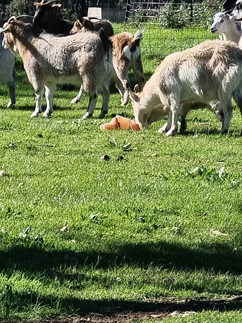 cows consuming salt block
