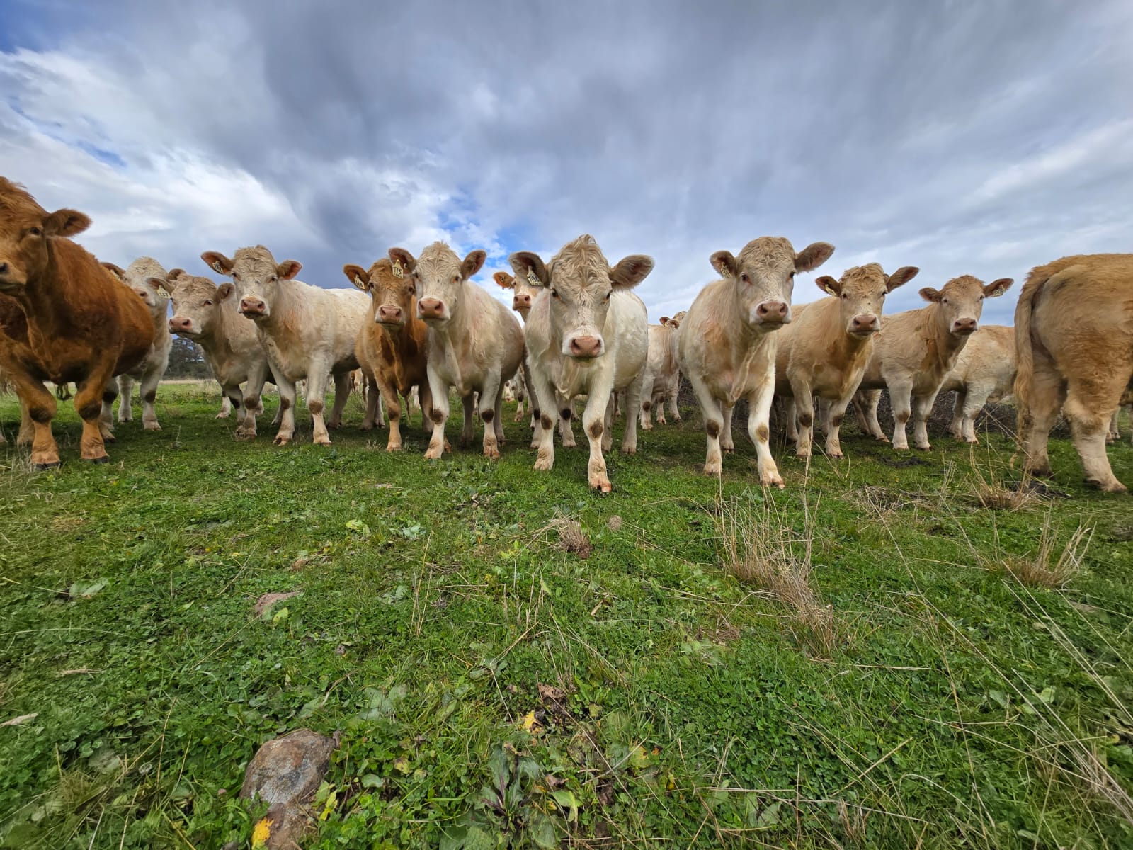 Livestock at salt blocks in paddock