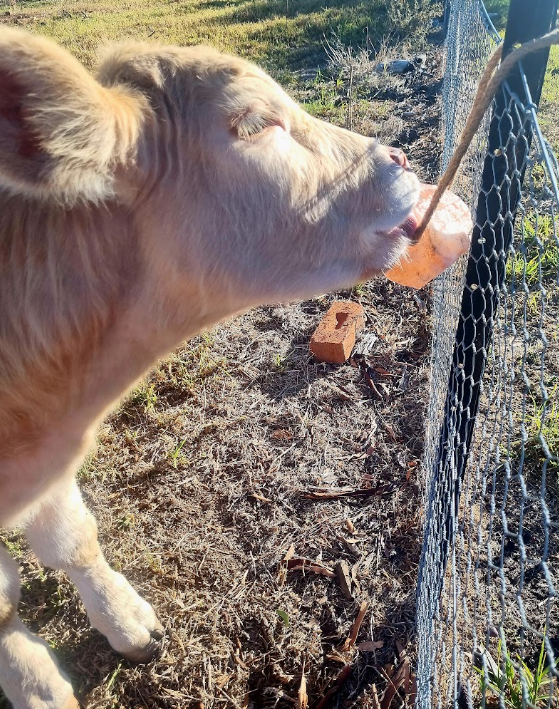 Livestock grazing