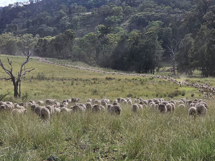 cattle gathering in around a salt rock