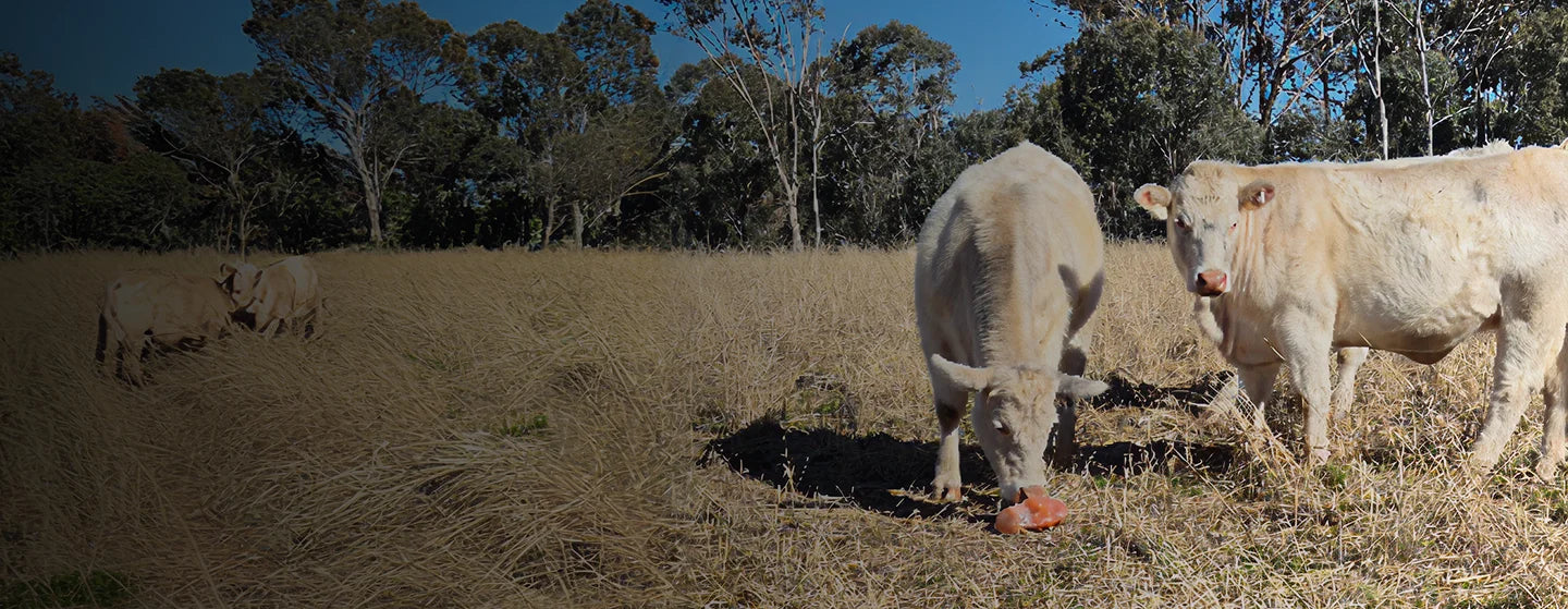 Cattle grazing beside a salt mineral block