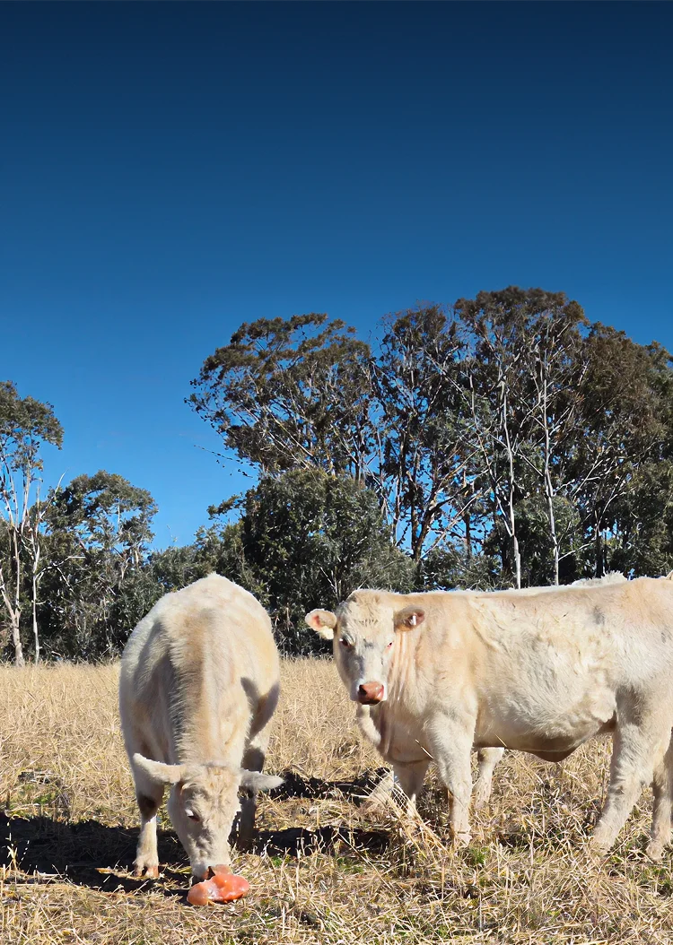 Cattle grazing beside a salt mineral block