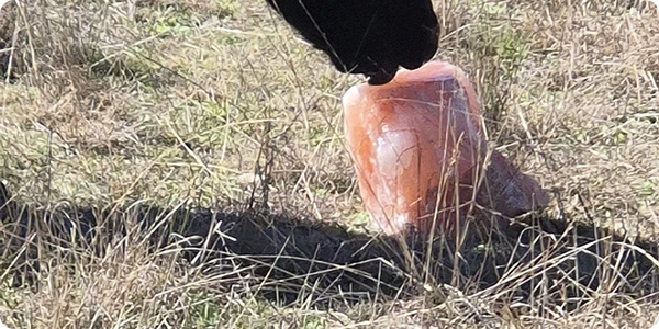 cows consuming salt block