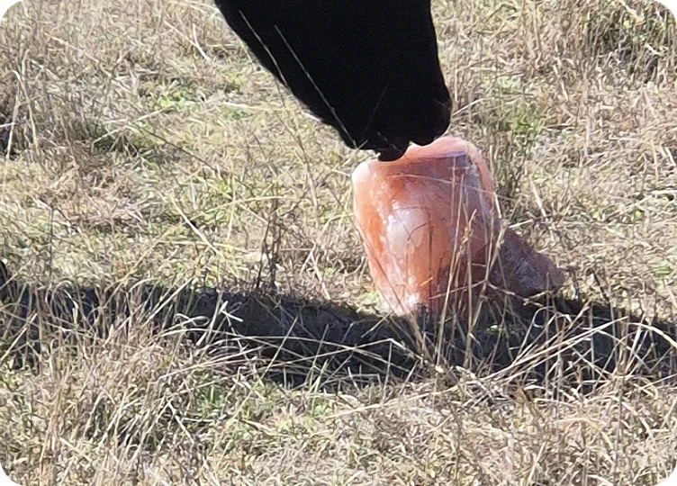 livestock with salt block