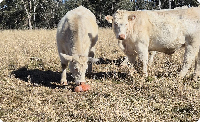Cattle grazing with salt block