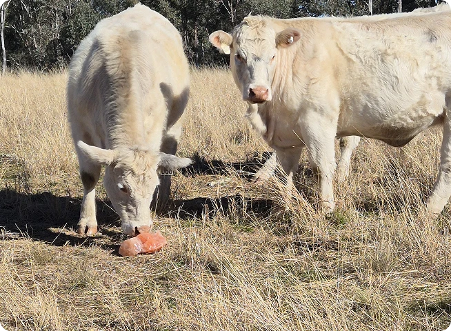 Cattle grazing with salt block